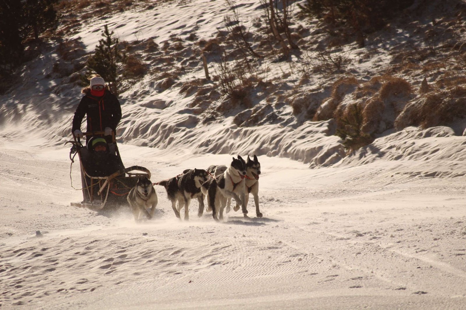 Baptême en traîneau tiré par les huskies de la meute, dans la neige de Mijanès