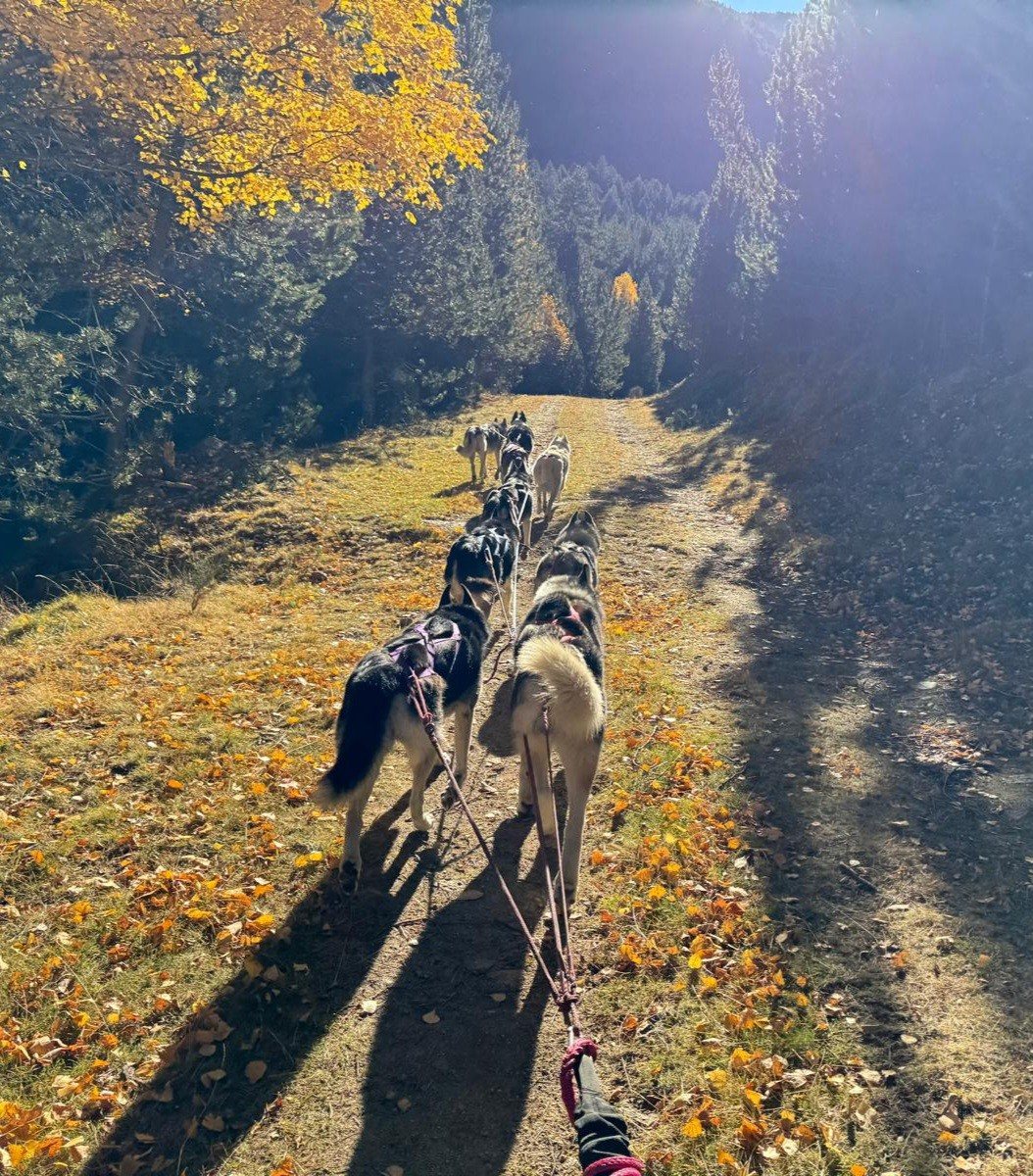Vue depuis le cani-kart tiré par un attelage de huskies