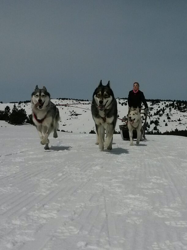 Initiation à la conduite d’un attelage de chiens de traîneau sur la neige