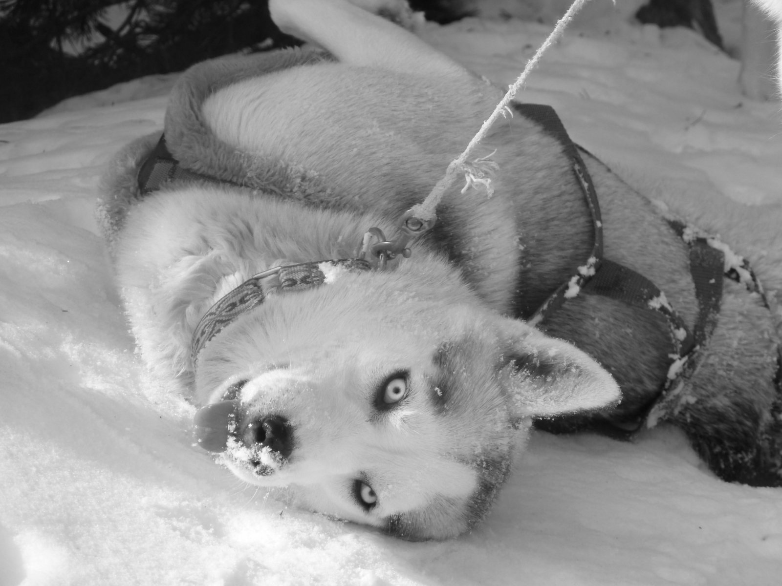 Visite de la meute : un husky se roule dans la neige