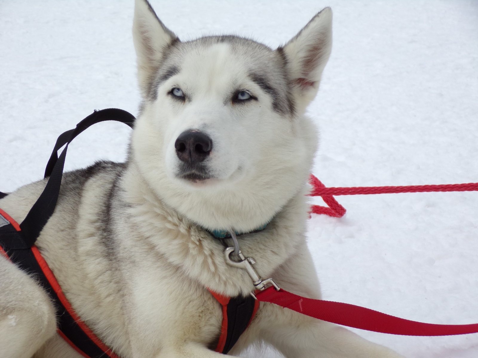Findel, Husky