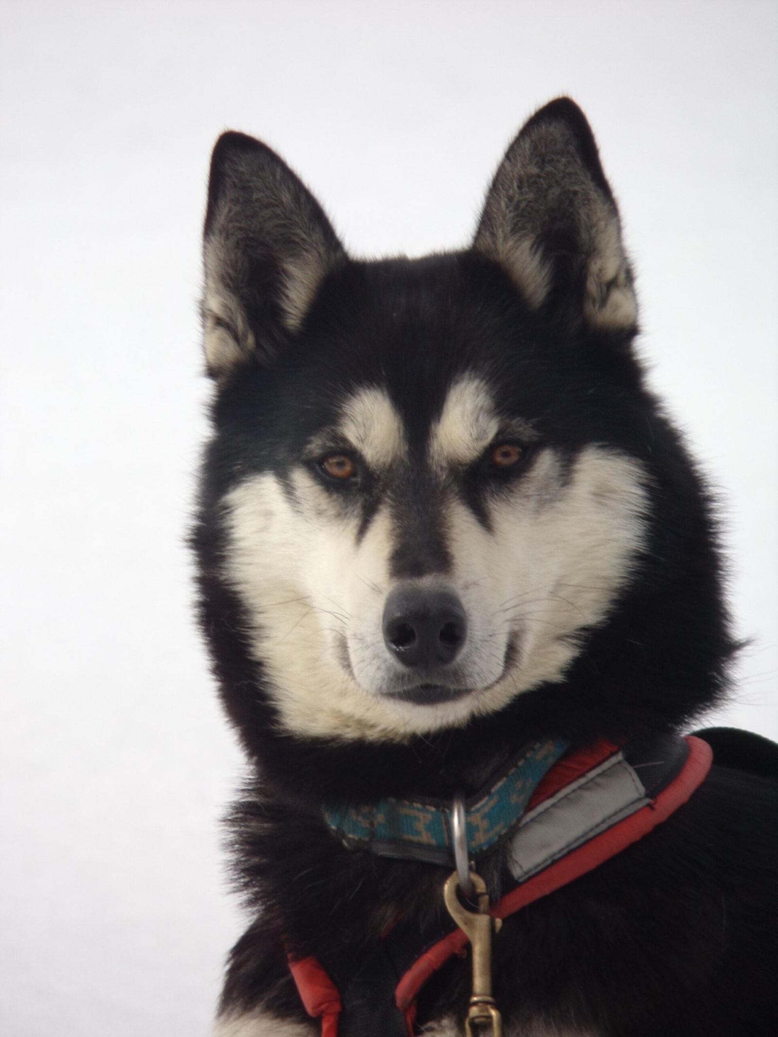 Jiro, Husky