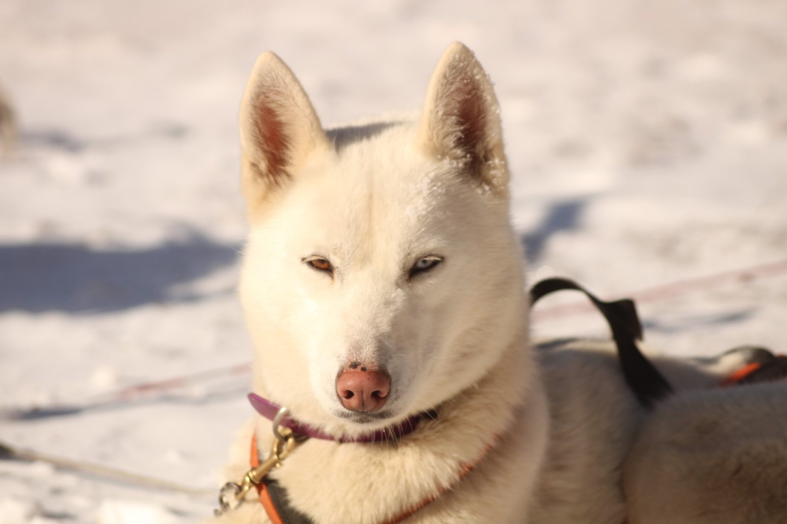 Mitja, Husky