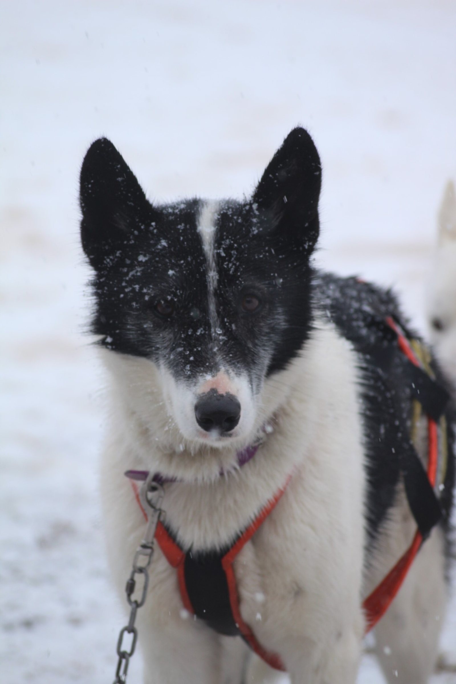 Tara, Alaskan husky