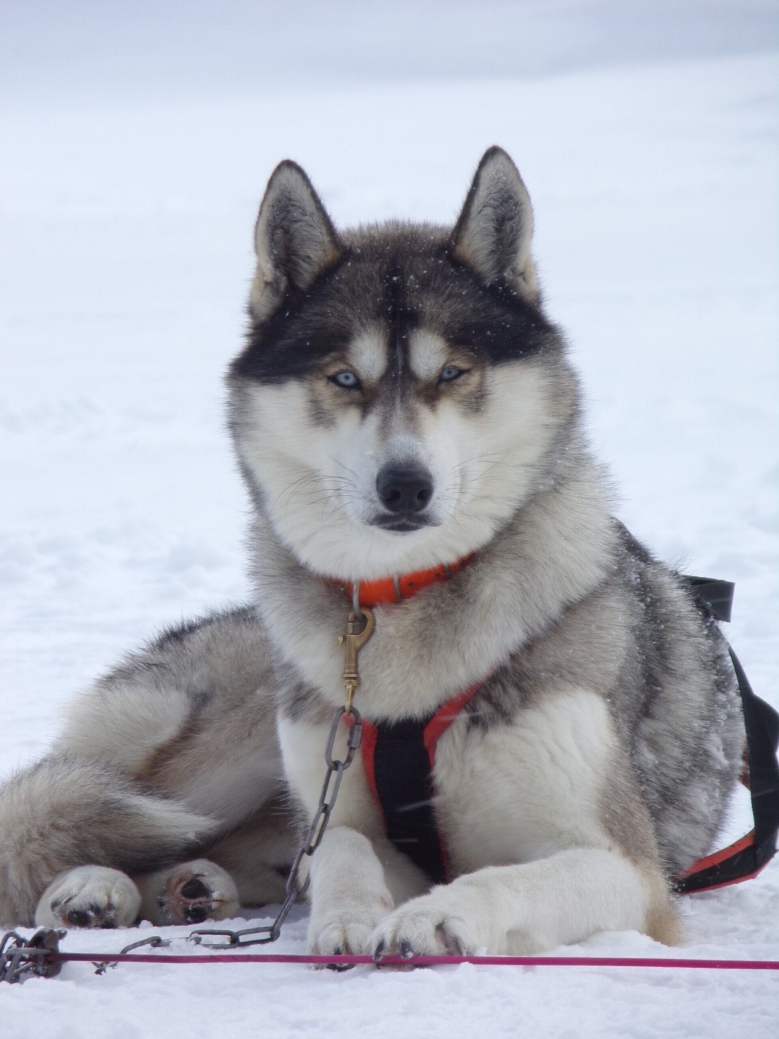Yukon, Husky